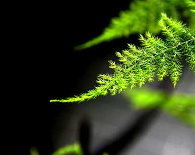 文松植物介绍，如何种植文松植物？
