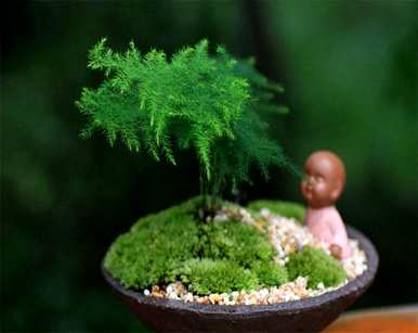 文松植物介绍，如何种植文松植物？