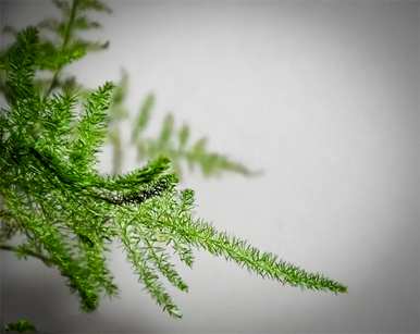 文松植物介绍，如何种植文松植物？