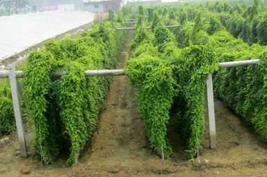 山药种子种植产量高，山药种子种植产量和产量高