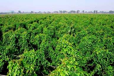 山药种子种植产量高，山药种子种植产量和产量高