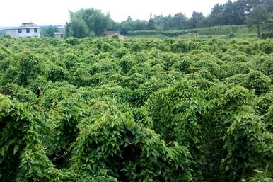 山药种子种植产量高，山药种子种植产量和产量高