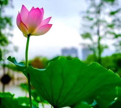 生命力强，不怕阳光的植物花，什么花喜欢阳光，容易养？