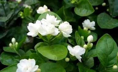 茉莉花用茶水浇水好吗？茉莉花浇水多久？