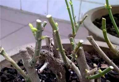 茉莉花用茶水浇水好吗？茉莉花浇水多久？