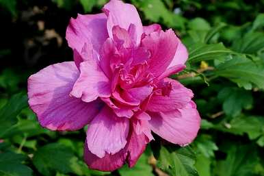 如何维护和管理双瓣芙蓉，双瓣芙蓉花的形状是什么？