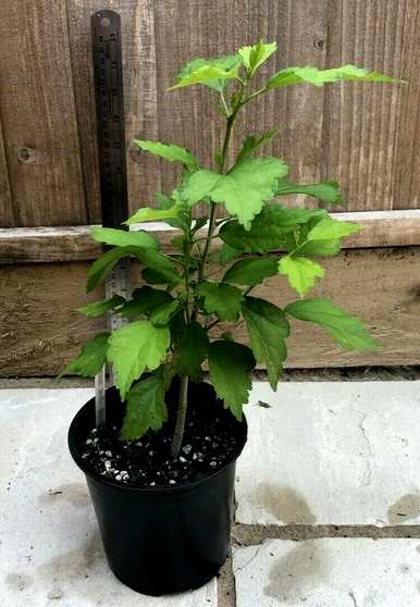 如何维护和管理双瓣芙蓉，双瓣芙蓉花的形状是什么？