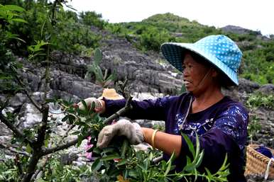 四年花椒树修剪视频全集，如何修剪花椒树高产？