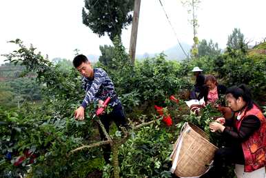 四年花椒树修剪视频全集，如何修剪花椒树高产？