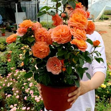 卧室墙上挂百合花好吗？百合花适合卧室吗？