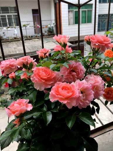 卧室墙上挂百合花好吗？百合花适合卧室吗？