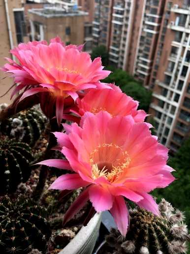 卧室墙上挂百合花好吗？百合花适合卧室吗？