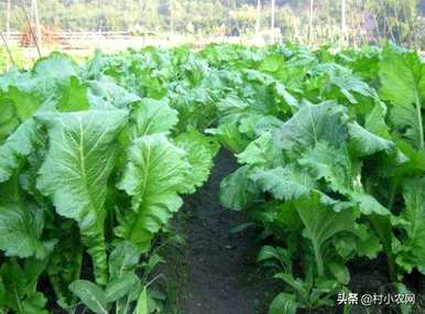 芥菜秧怎么播比较好，芥菜什么时候播最好？