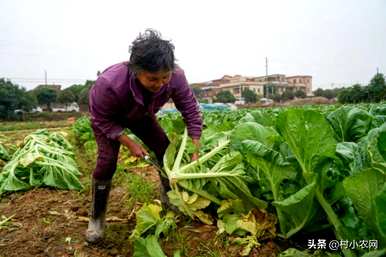 芥菜秧怎么播比较好，芥菜什么时候播最好？