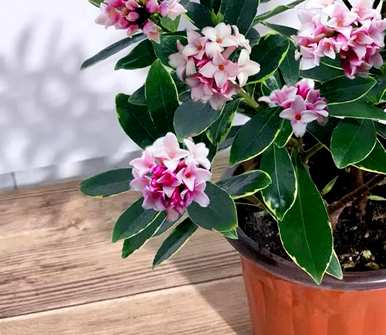 卧室墙上挂百合花好吗？百合花适合卧室吗？