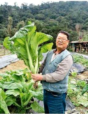 芥菜秧怎么播比较好，芥菜什么时候播最好？