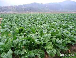 芥菜秧怎么播比较好，芥菜什么时候播最好？