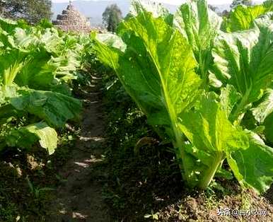 芥菜秧怎么播比较好，芥菜什么时候播最好？