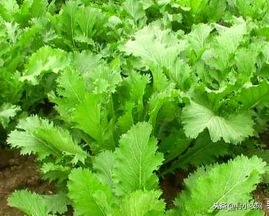 芥菜秧怎么播比较好，芥菜什么时候播最好？