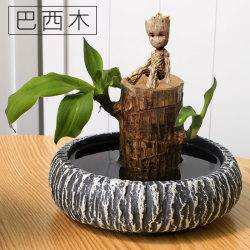 巴西木发芽变黑怎么办？巴西木怎么发芽？