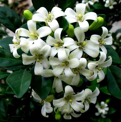 九里香怎么养才能开花，水培九里香怎么养才能开花？