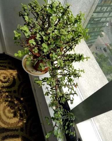 金枝玉叶能晒太阳吗？金枝玉叶能承受最低温度