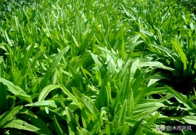 油麦菜何时种植，油麦菜种子种植方法