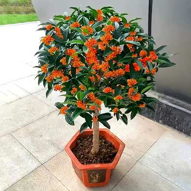 如何养小叶赤楠盆景？小叶赤楠容易养吗？