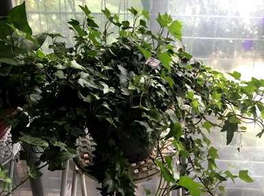常春藤怎么养才茂盛，稀疏的常春藤怎么茂盛？