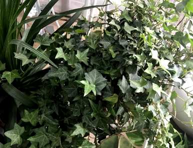 常春藤怎么养才茂盛，稀疏的常春藤怎么茂盛？