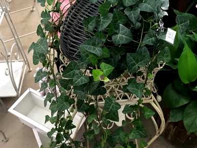 常春藤怎么养才茂盛，稀疏的常春藤怎么茂盛？