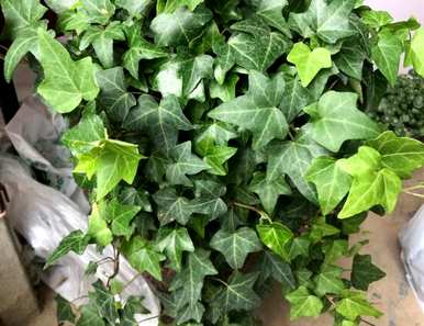 常春藤怎么养才茂盛，稀疏的常春藤怎么茂盛？