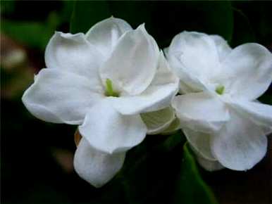 什么土壤栽培茉莉花最好，什么土壤栽培茉莉花最好？