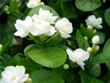 什么土壤栽培茉莉花最好，什么土壤栽培茉莉花最好？
