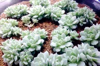 多肉植物如何扦插繁殖，情人泪多肉植物扦插