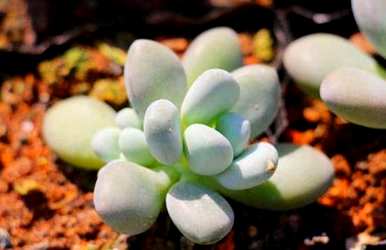 多肉植物如何扦插繁殖，情人泪多肉植物扦插