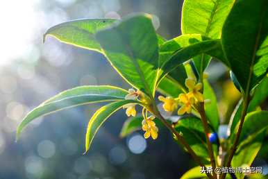 桂花用什么肥料最好，桂花用什么肥料最好开花？