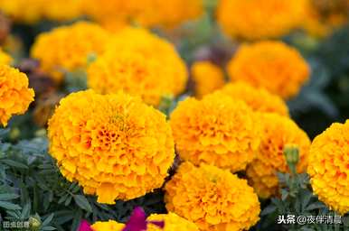 万寿菊什么时候开花，万寿菊什么时候开花？