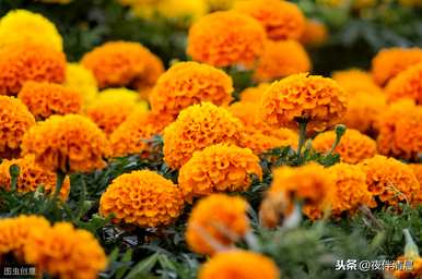 万寿菊什么时候开花，万寿菊什么时候开花？