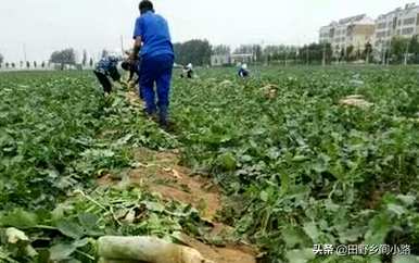 青萝卜什么时候种，新疆南疆什么时候种青萝卜？