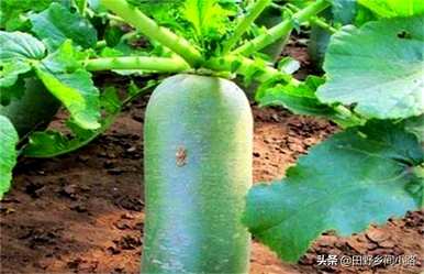 青萝卜什么时候种，新疆南疆什么时候种青萝卜？