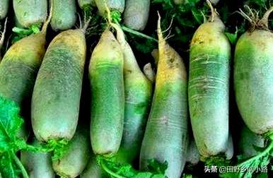 青萝卜什么时候种，新疆南疆什么时候种青萝卜？