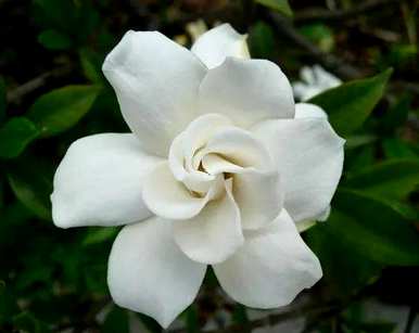 栀子花浇水多长时间，栀子花浇水多长时间最好