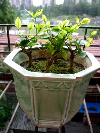 茉莉花长什么样，茉莉花长什么样？