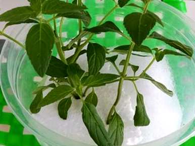 薄荷水培加什么肥料？薄荷适合水培吗？