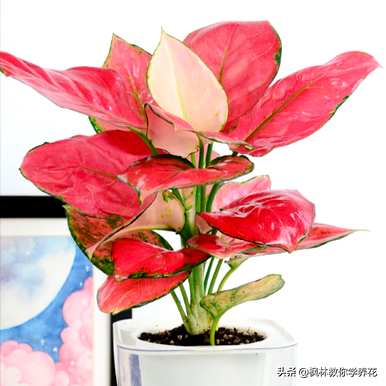 店门口种什么植物招财，阳台种什么植物招财？