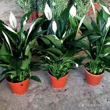 店门口种什么植物招财，阳台种什么植物招财？