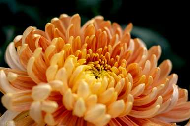 如何维持菊花花期，菊花花期有多长？