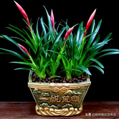店门口种什么植物招财，阳台种什么植物招财？