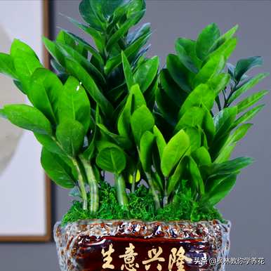 店门口种什么植物招财，阳台种什么植物招财？